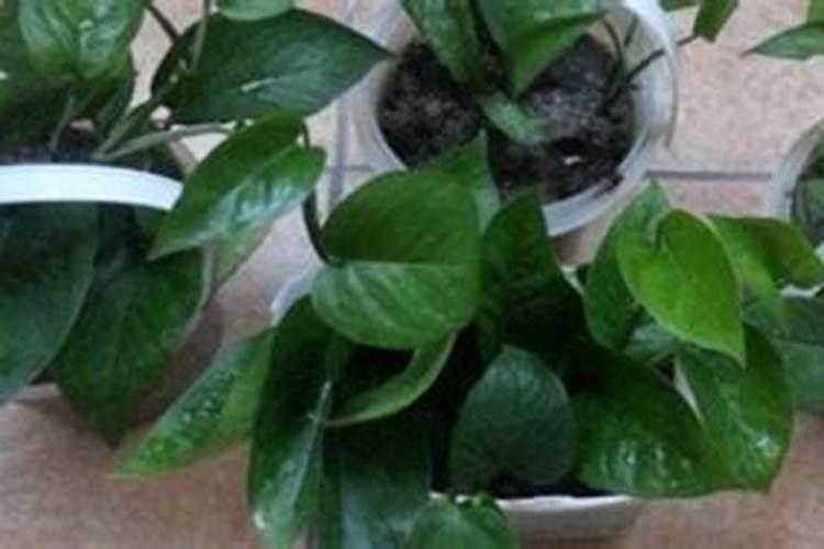 草莓专用肥是什么肥料 草莓施入氮磷钾肥的作用