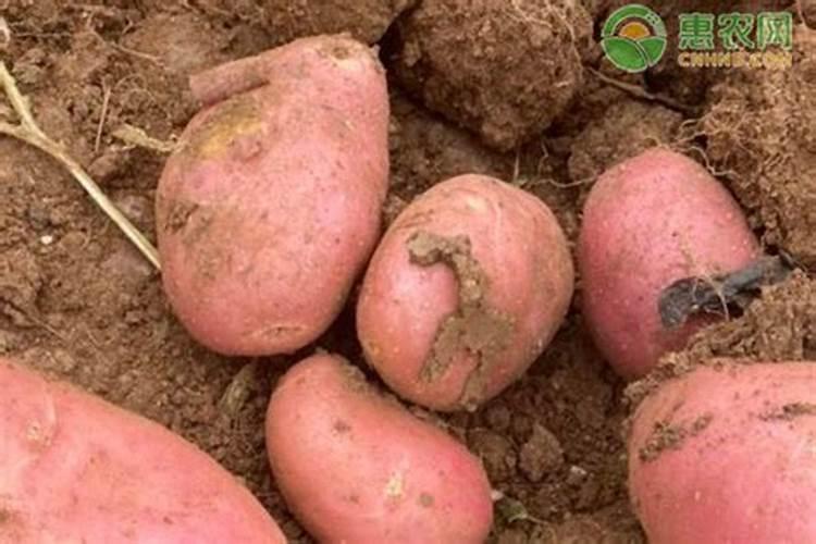 中国钾肥前十名上市公司