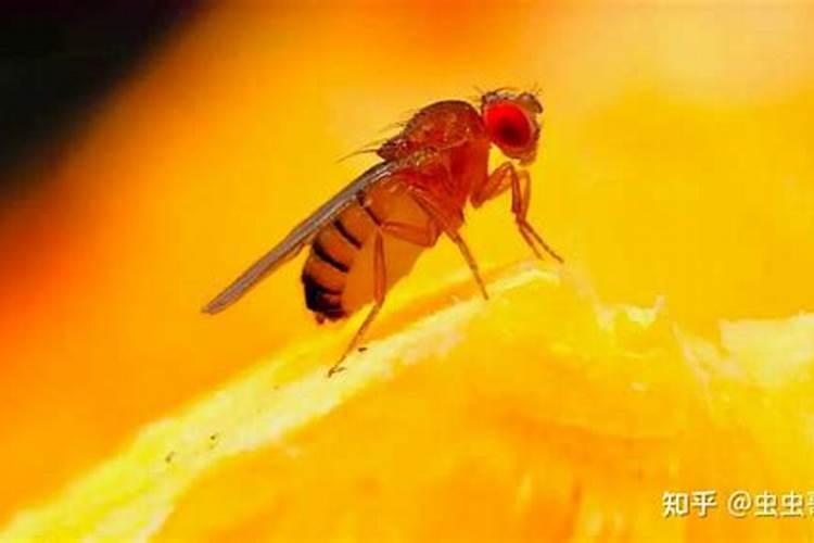 什么是磷肥 天然的磷钾肥有哪些