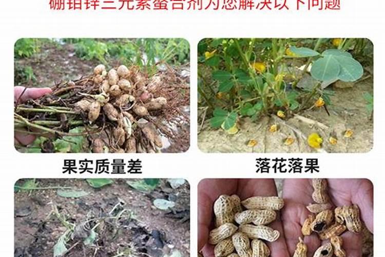花生开花期施什么肥料
