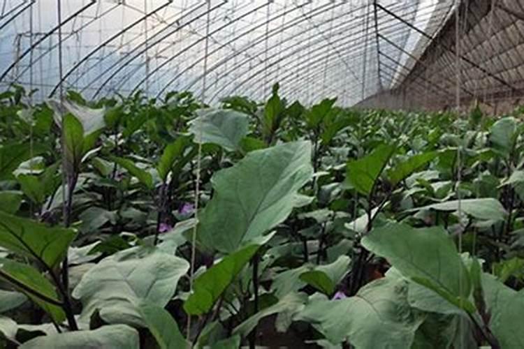 植物肥料发酵会烧根,达到多少度会造成烧根呢？