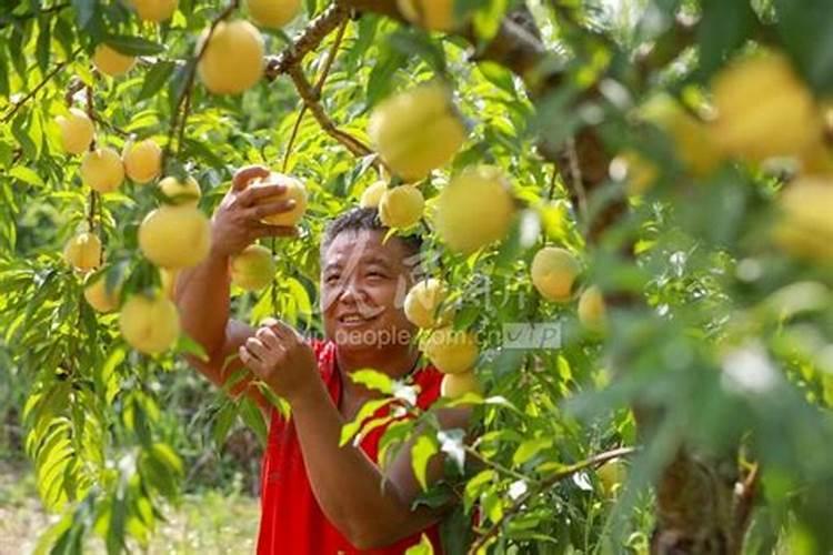 在线等,西瓜用什么肥料