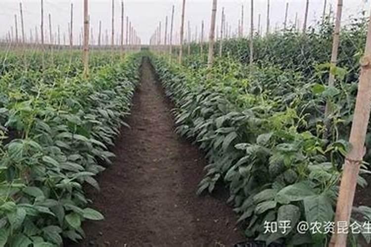 豆角怎么管理才能高产 豆角如何管理才能高产