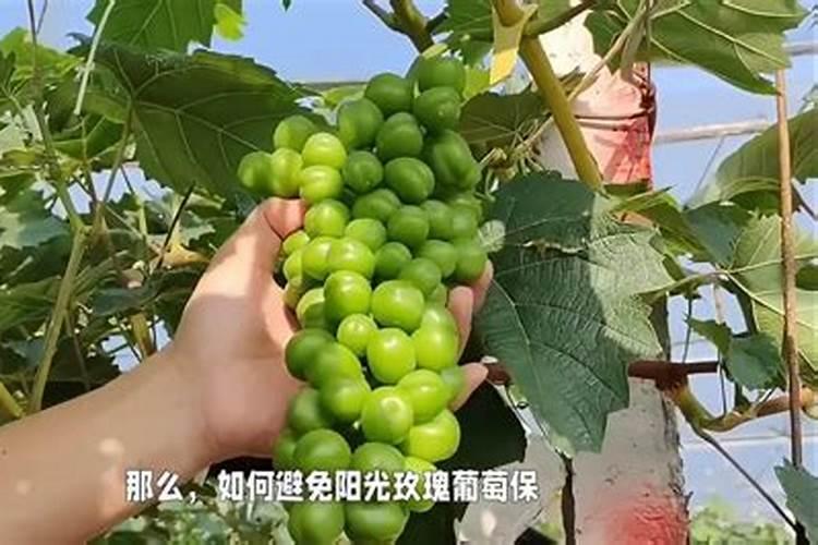 大棚种的架豆王出的叉怎么会化呢