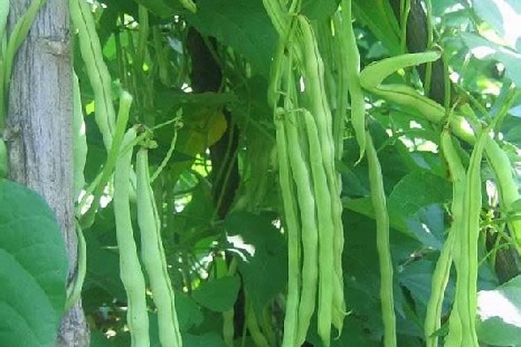 滴灌多长时间能浇透