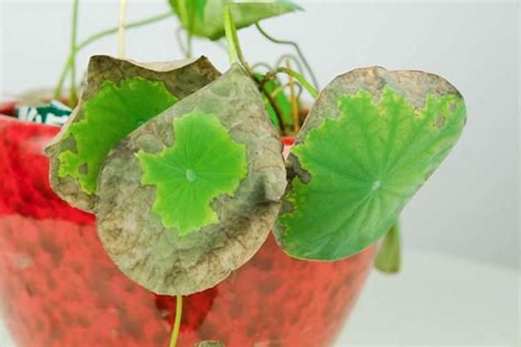 磷酸胺与磷酸二氢钾有什么区别