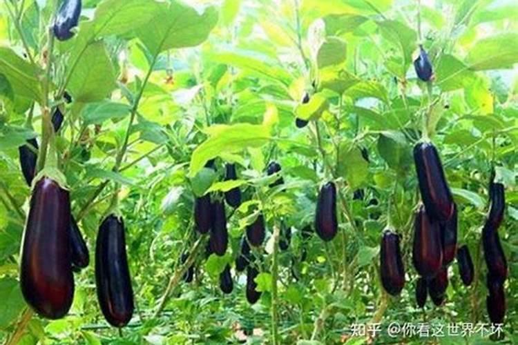 茄子施什么肥长得最好