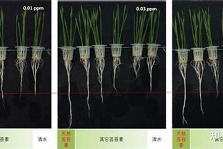 月季为什么要喷施叶面肥杀菌剂添加叶面肥有何作用
