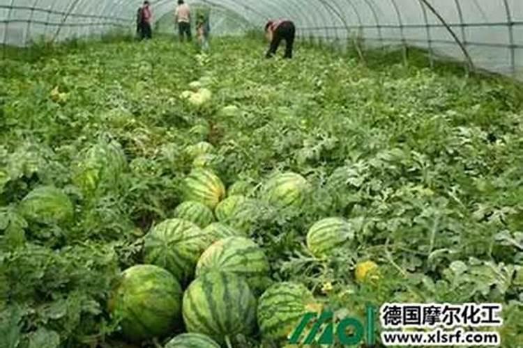 种植西瓜想要西瓜又大又甜,都有哪些施肥技巧？