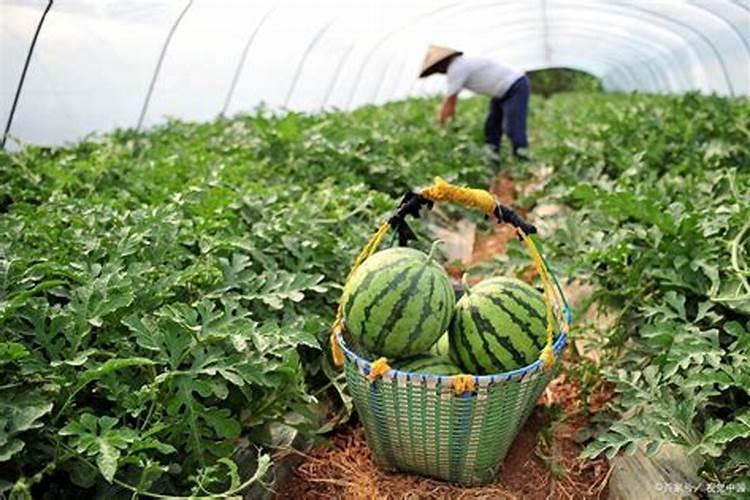 西瓜怎样施肥又大又甜？