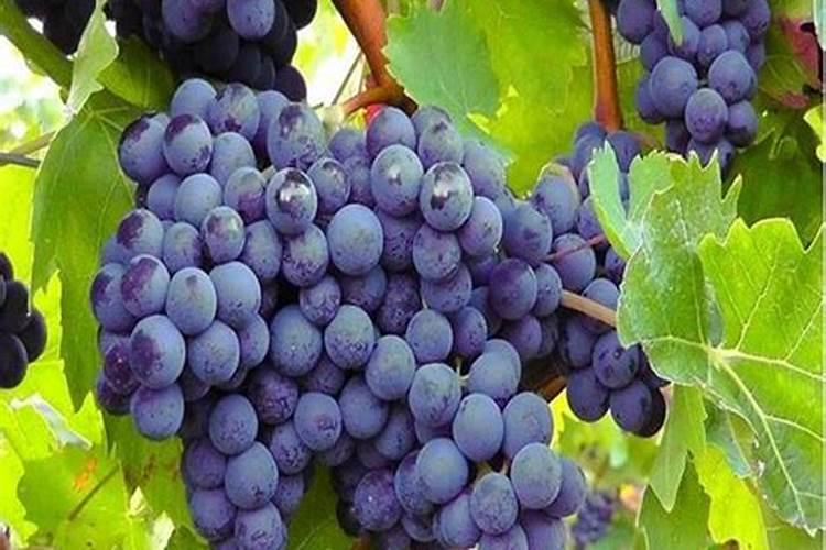 春季葡萄树施什么肥好