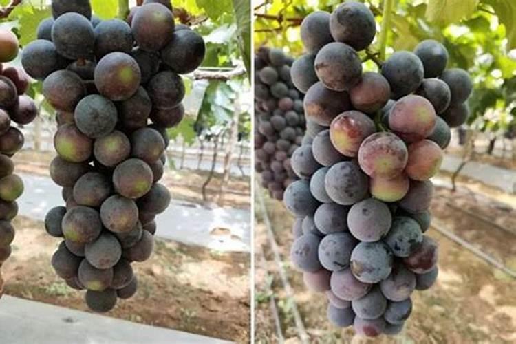 钾肥过量有什么危害科学施肥