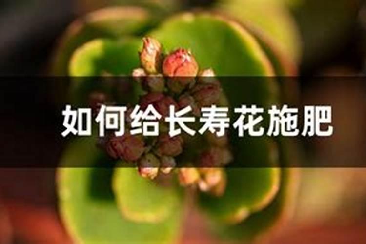 长寿花什么时候施化肥 怎么施肥最好