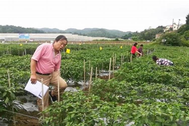 苗木有机肥的施肥方法