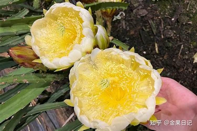 柑橘开花期能不能施水肥呢？需要注意些什么？