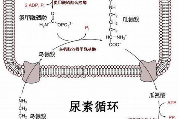 莴笋能用尿素肥吗 莴笋叶面肥用法用量