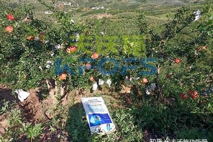 苹果树什么时候施肥好 如何给苹果树施肥