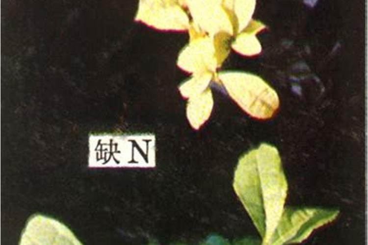 微量元素肥料与作物品质有何关系？