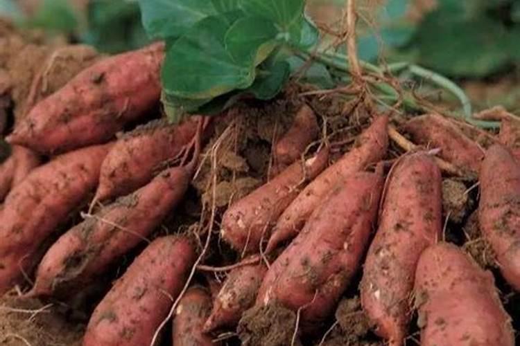 要想种植好形状的红薯,应该怎么去种植？