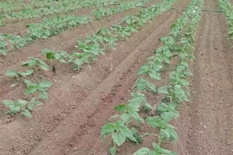 芸苔素、磷酸二氢钾和有机硅能一起用吗