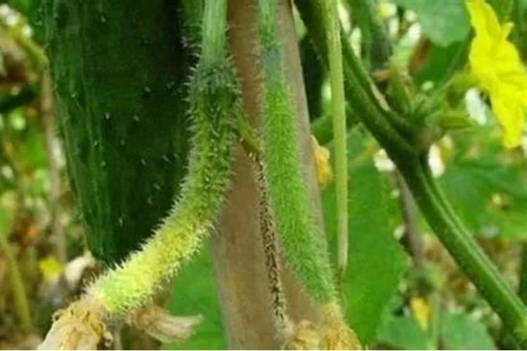 炒茄子和什么菜不能一起吃