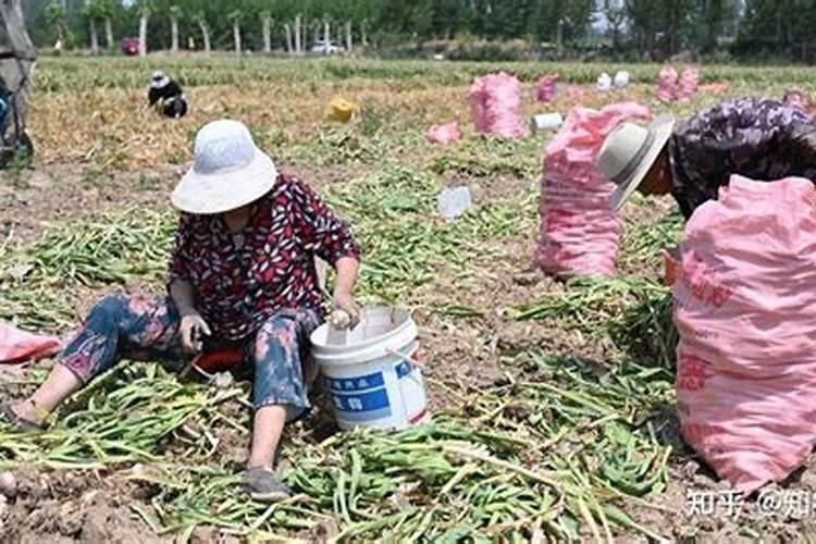 蒜苗用什么肥料能长粗
