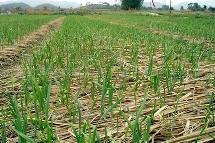 国内最高含量液体钙肥