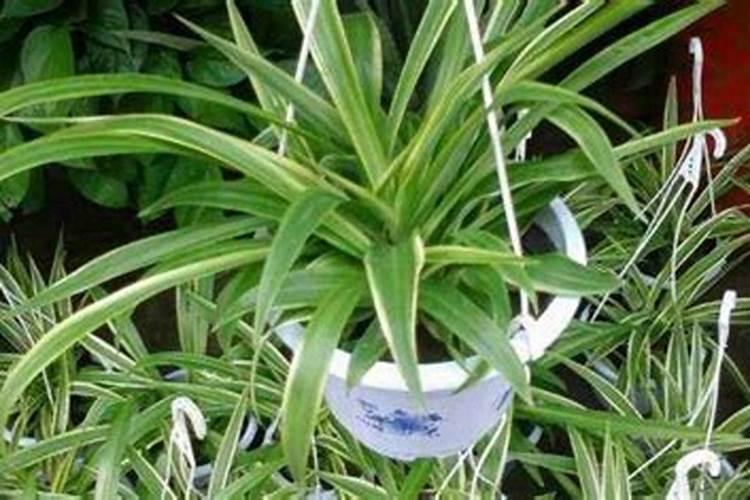 吊兰施什么肥料长得好