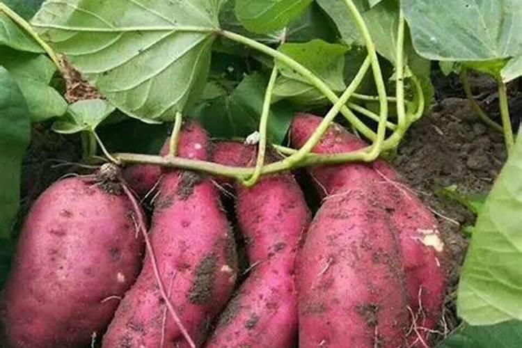 铁皮石斛用什么肥料好