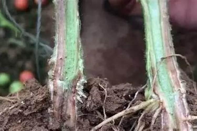 磷酸二氢钾可以灌根吗