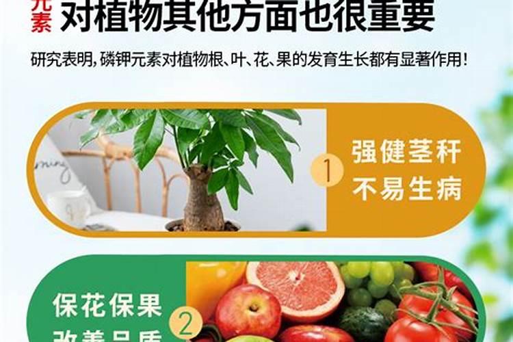 芹菜专用肥料直销厂家？芹菜什么时候施肥长势好？