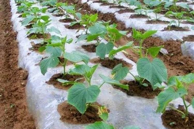 化学除草剂与肥效的关系