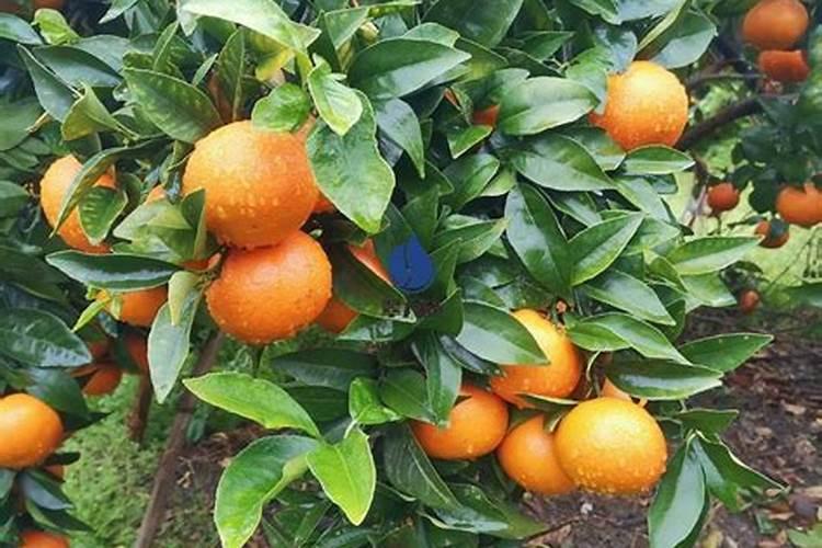 柑橘挂果什么时候停施肥