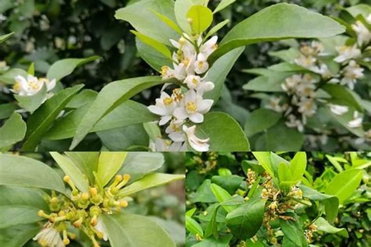 硫酸亚铁和磷酸二氢钾的区别是什么？