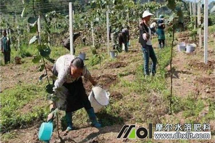 磷酸二氢钾多久用一次