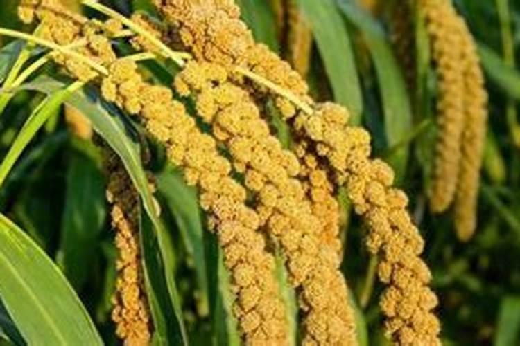 钙镁磷肥成分性质