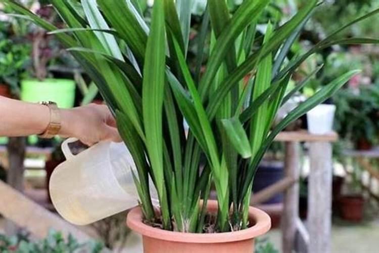 新疆棉花区域分布,优势区域是什么