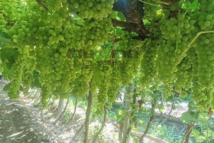 葡萄开花期间能不能既浇水又施硼肥呀