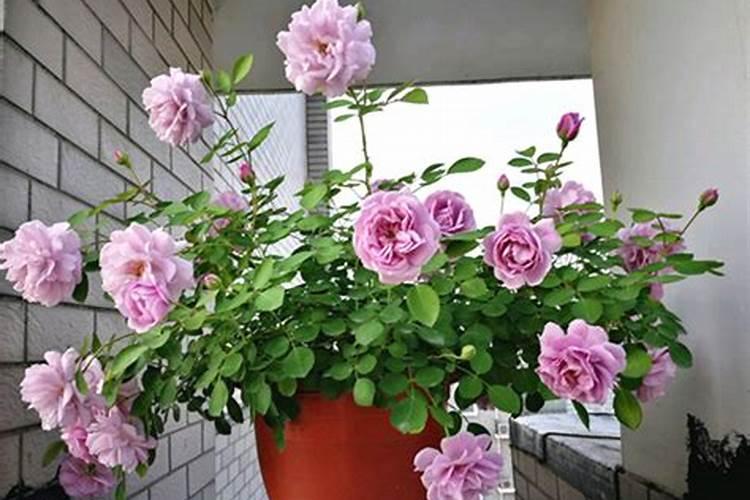 连续阴雨天月季怎么养