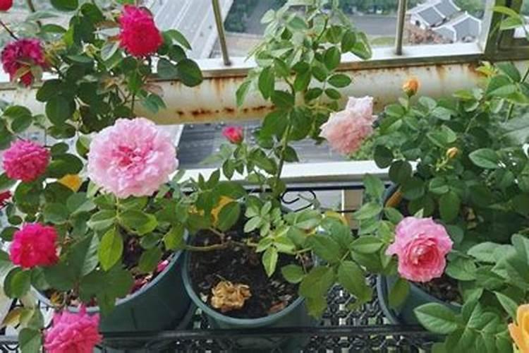 月季花施什么肥？