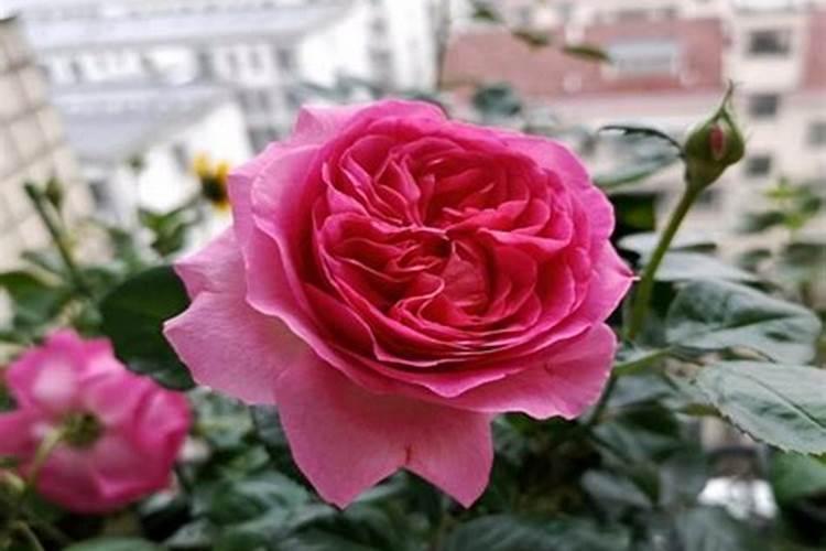 月季梅雨季节怎么施肥？