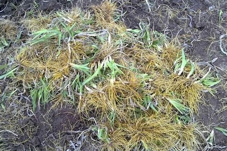 钾肥如何使用在花上