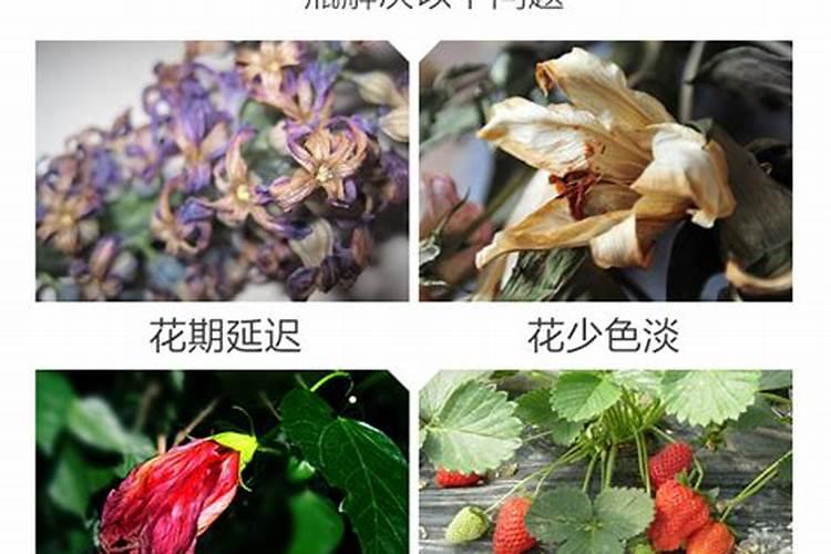 杨梅膨果肥用什么肥最好(杨梅膨果期施什么肥料又大又甜)