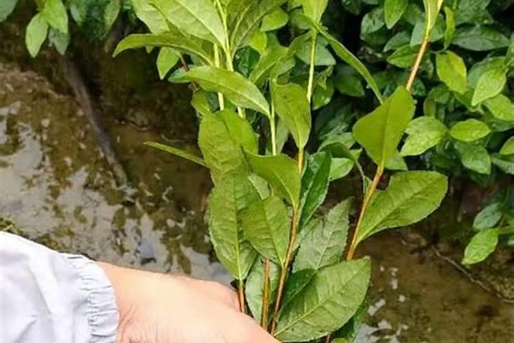 茶叶能施叶面肥吗？