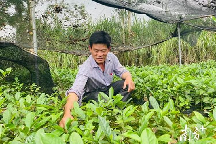 小茶苗什么时候施肥 小茶苗什么时间适合施肥