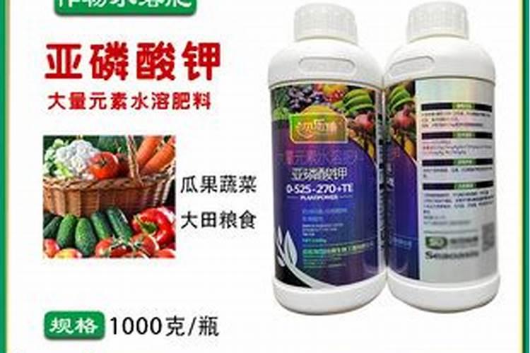 月季花浇水要浇透吗浇水浇多少合适