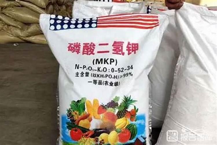 八方来财树的养殖方法和注意事项