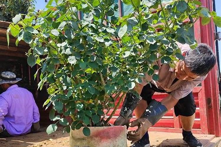 大量元素水溶肥包装上的TE是什么意思？