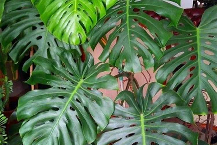 水稻一亩需要的氮磷钾