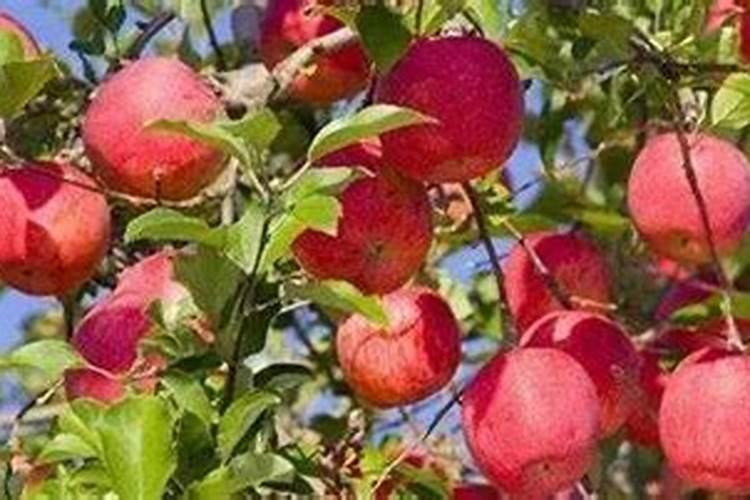 苹果树8月份施什么肥